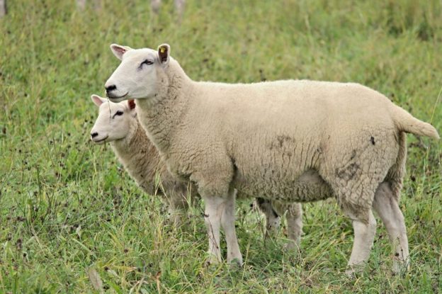 Criação de ovinos - 5 dicas essenciais para ter sucesso na área