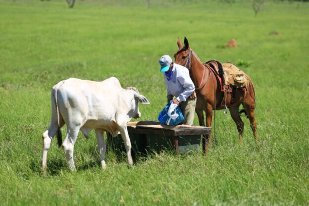 Estação de monta' facilita manejo do gado no interior de São Paulo, Nosso  Campo